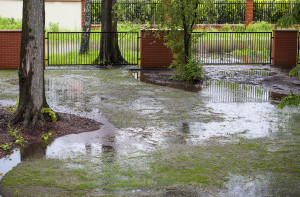 Backyard drainage