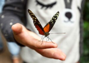 Closeup photo of child's hand holding a monarch butterfly